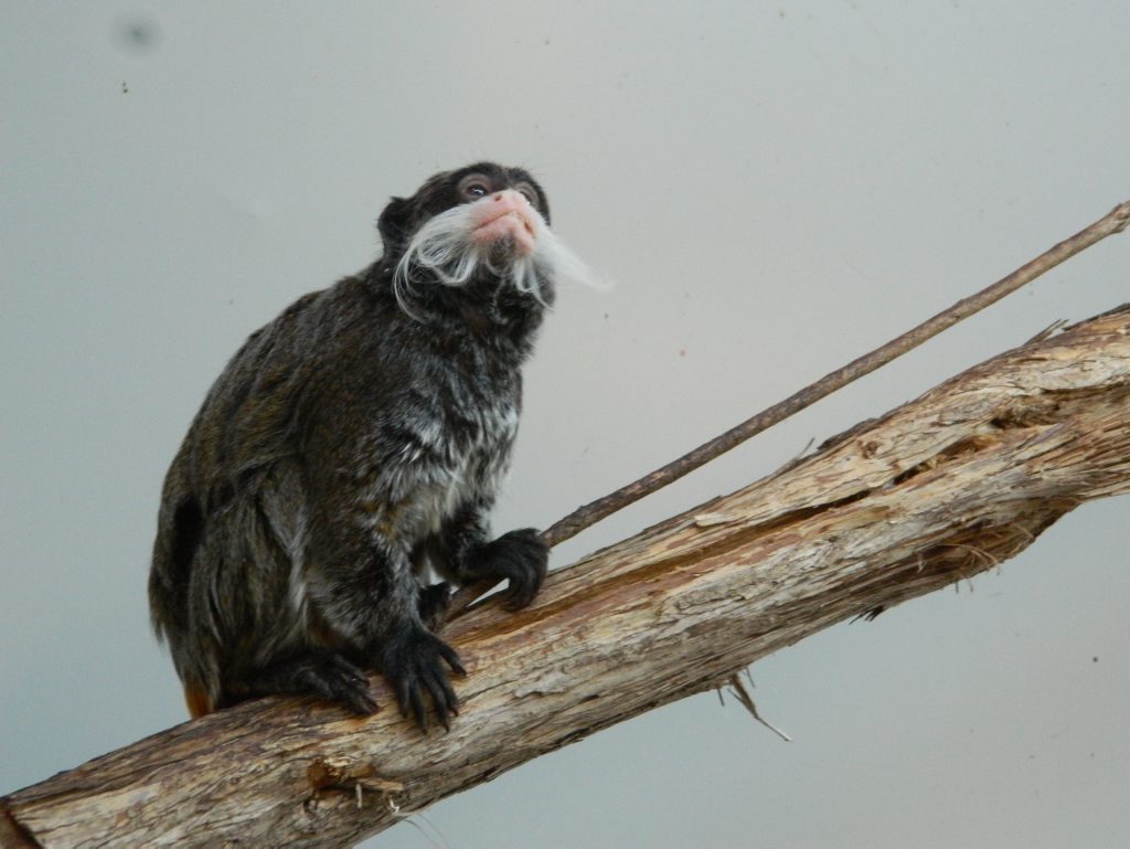 One of the imported Emperor Tamarins at the Darling Downs Zoo.
